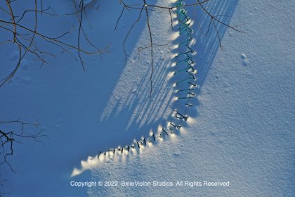 IMG 0959 Wm